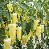 Бравія F1 (100 нас.) насіння перцю солодкого Rijk Zwaan, фото 2