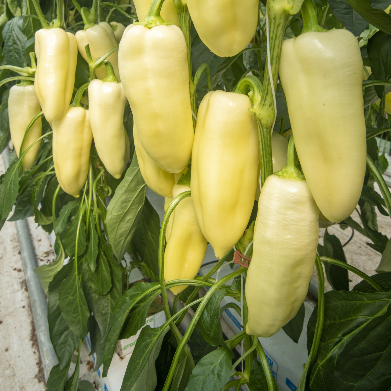 Бравія F1 (100 нас.) насіння перцю солодкого Rijk Zwaan, фото 1