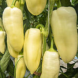 Бравія F1 (100 нас.) насіння перцю солодкого Rijk Zwaan, фото 3