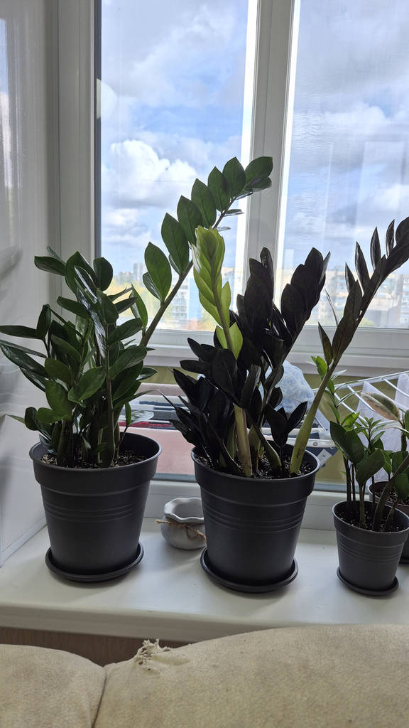 Рослина в горщику Заміокулькас Raven (равен) - фото покупців 1