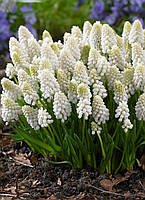 Мускарі 5шт White Magic (Вхіте Магік)