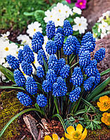 Мускарі 5шт Dark Eyes (Дарк Еіес)