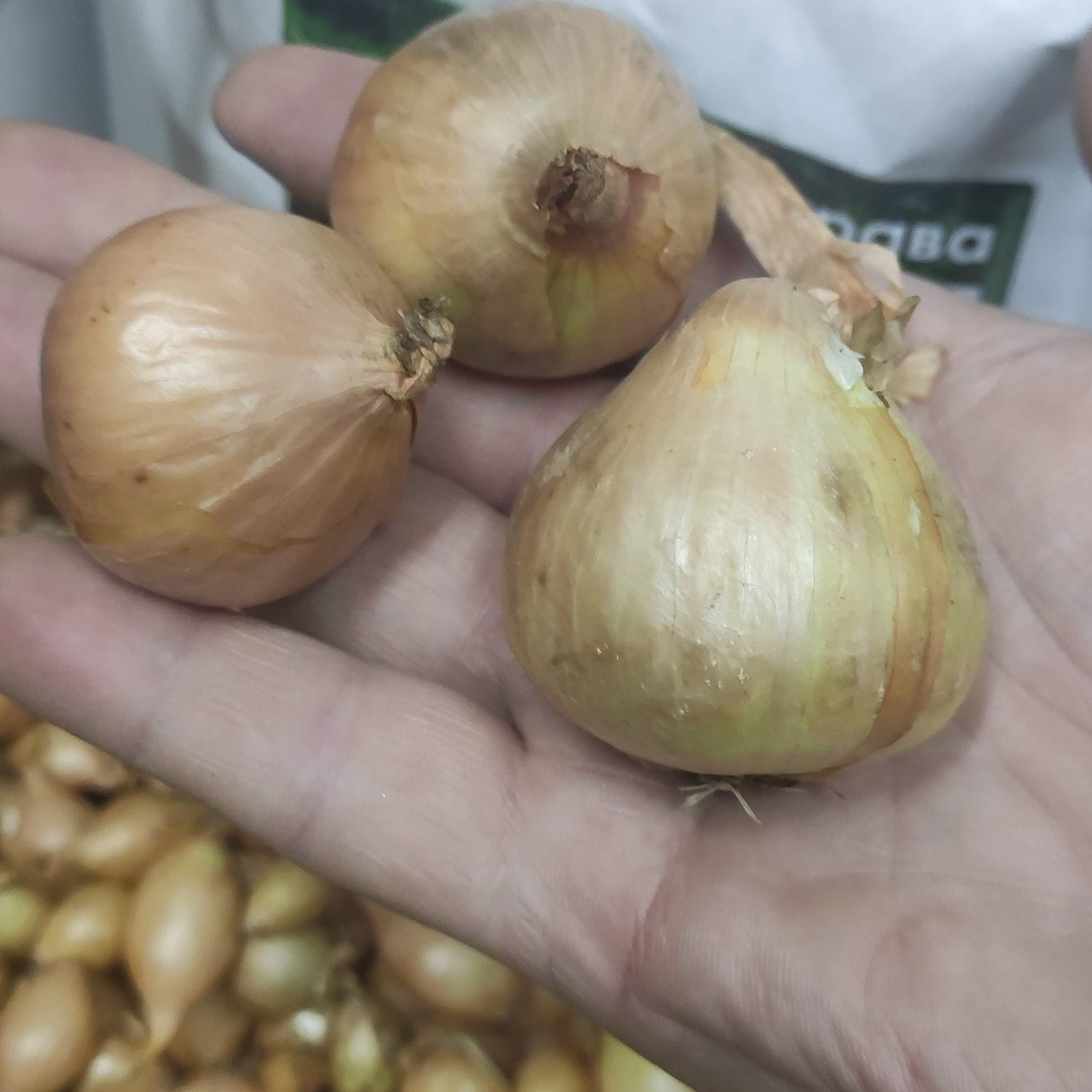 Цибуля сівок шалот (кущівка) Єллоу Мун (Yellow Moon) 1кг