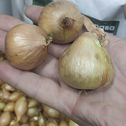 Цибуля сівок шалот (кущівка) Єллоу Мун (Yellow Moon) 1кг