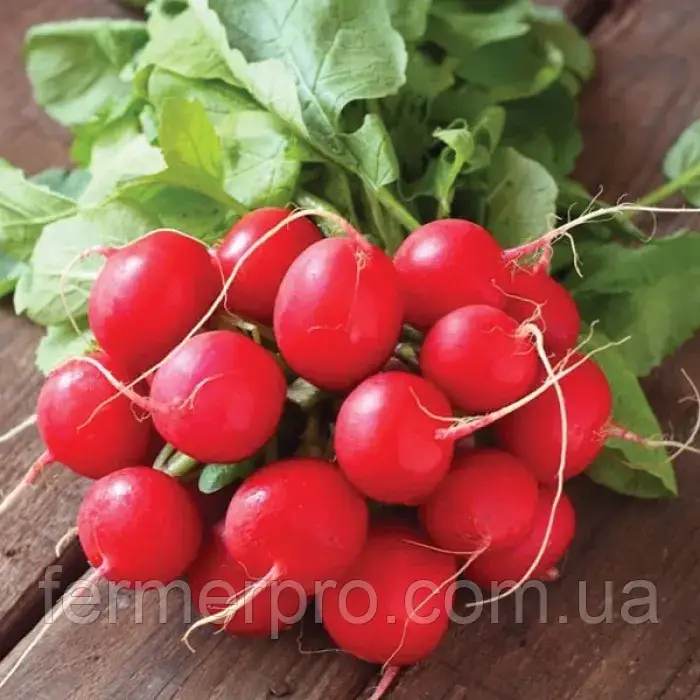 Насіння редиски Сора 250 гр від фірми Леда, фото 1