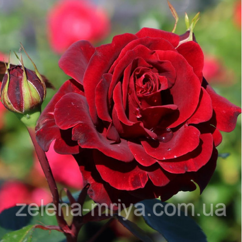 Троянда плетиста «Нахеглут», фото 1