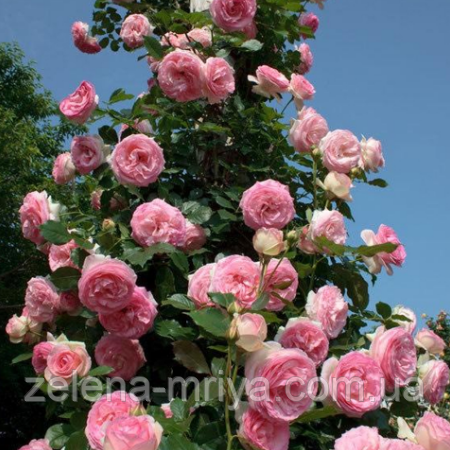 Троянда плетиста "П’єр де Ронсар" 160 см. саджанець, фото 1