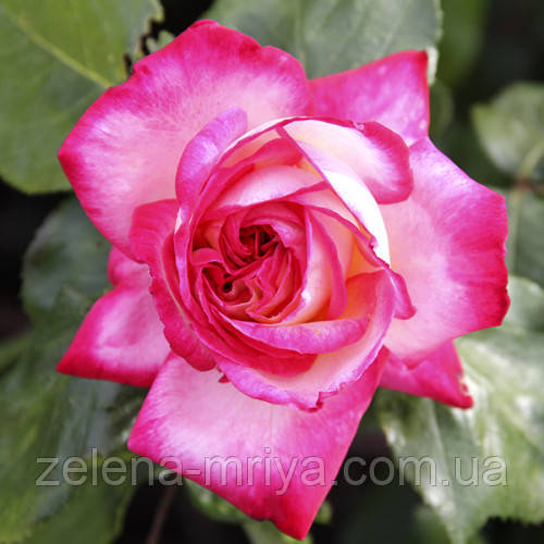 Троянда плетиста Ріна Херхольд, фото 1