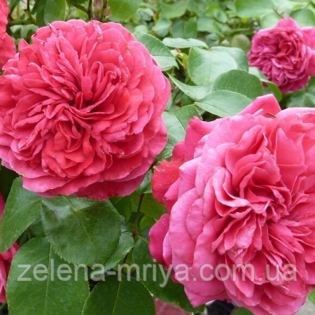 Троянда плетиста "Розаріум Ютерзен", фото 1