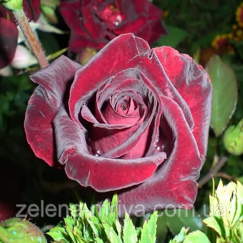 Троянда плетиста "Чорна Королева", фото 1