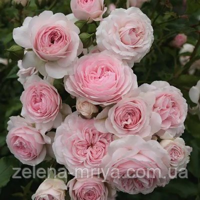 Троянда флорибунда Лариса, фото 1