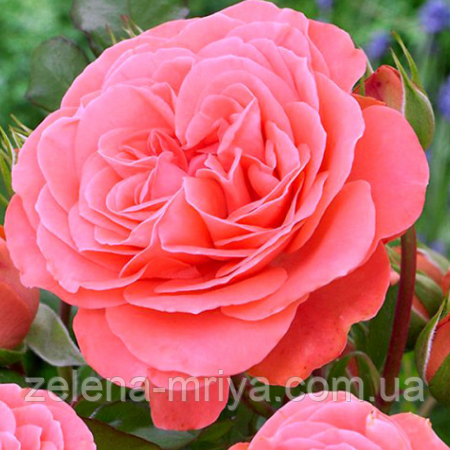 Троянда флорибунда Шакенборг, фото 1