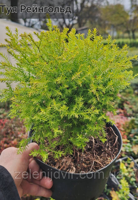 Жалаңаш жыныстық қыздық перде Ең жоғары сапалы секс бейнелері