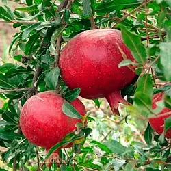 Саджанці граната "Азіатський" 2річка