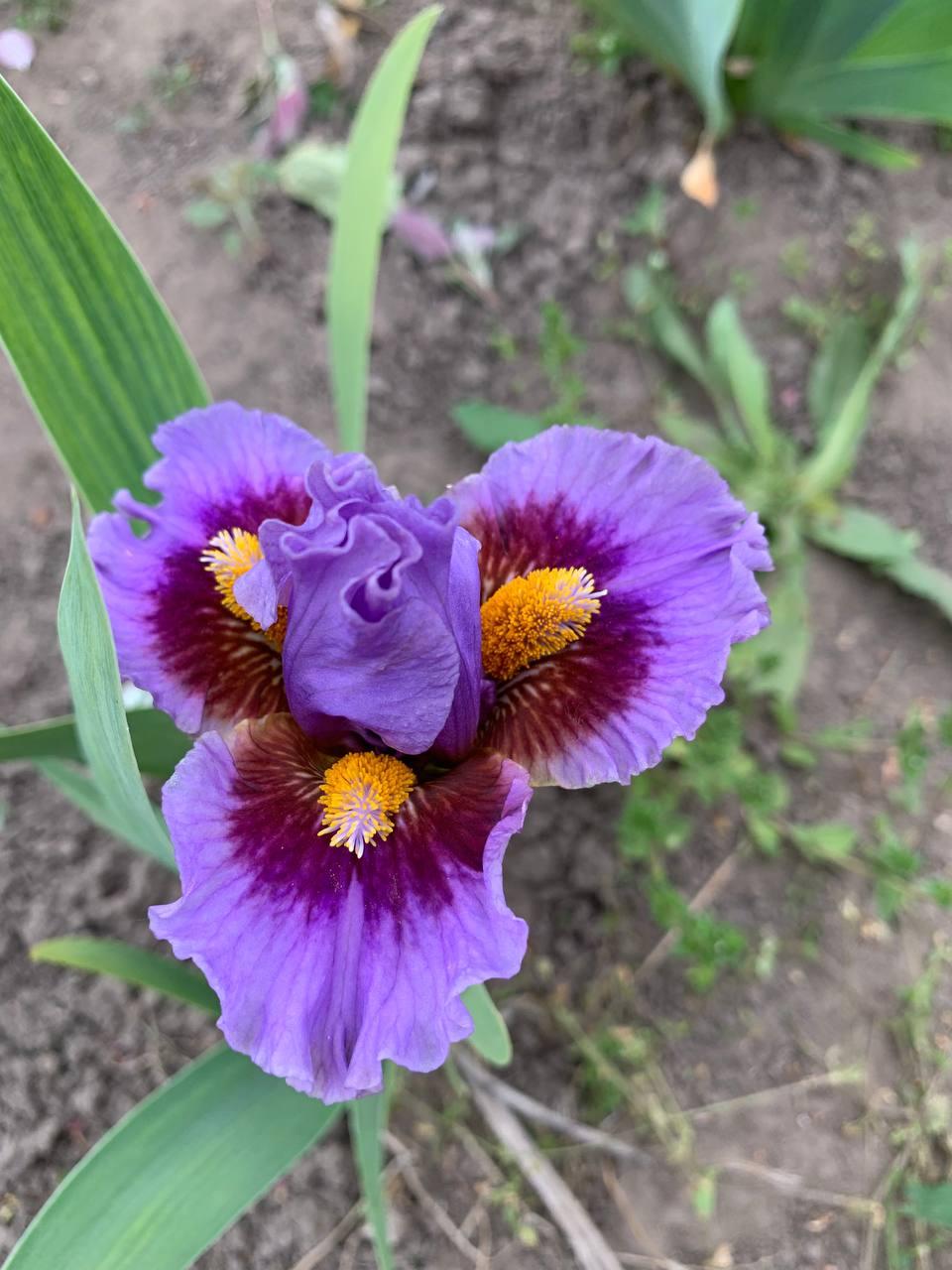 Ірис карликовий  “Woody Woodpecker" 1 шт., фото 1