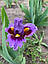 Ірис карликовий  “Woody Woodpecker" 1 шт., фото 4