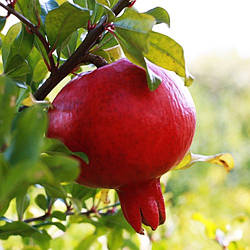 Саджанці граната Галюша 2річка