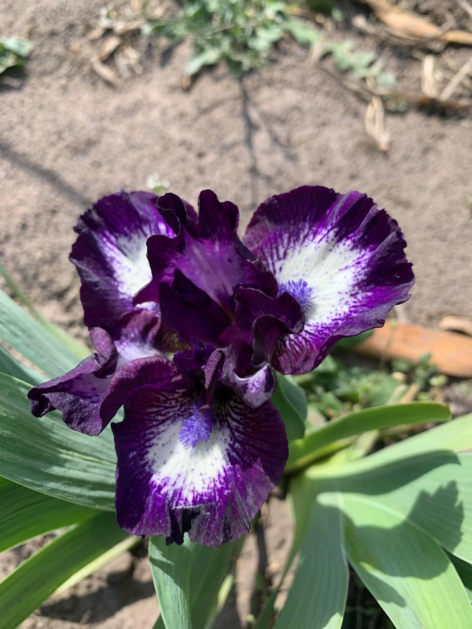 Ірис карликовий “Sharp Wit" 1 шт., фото 1