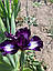 Ірис карликовий “Sharp Wit" 1 шт., фото 3