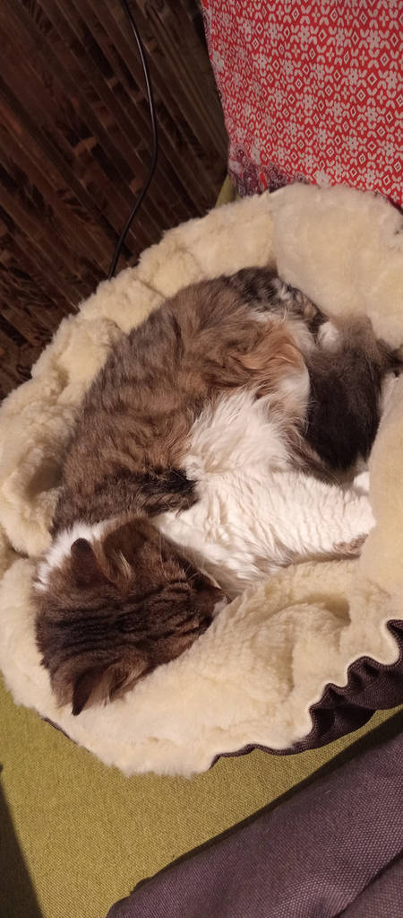 Лежанка для собаки, кота, лежак для собаки, кота, спальне місце МЕБЛЕВА ЗНОСОСТІЙКА ТКАНИНА - фото покупців 1