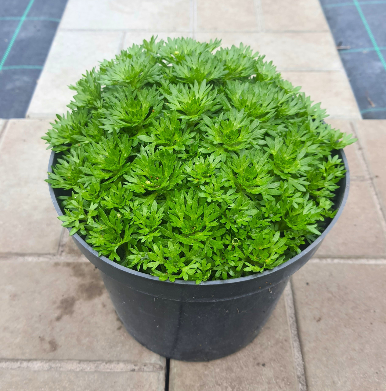 Ломикамінь рожева грунтопокривна в горщику 3 л