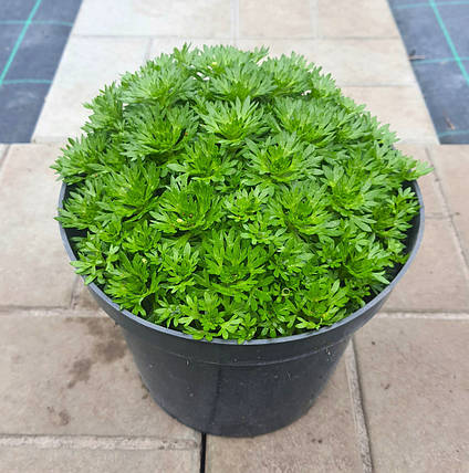 Ломикамінь рожева грунтопокривна в горщику 3 л, фото 1