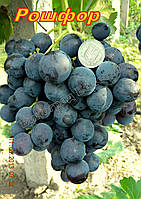 Саджанці винограду дуже рішнього терміну дозрівання сорти Рошфор
