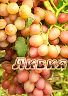 Саджанці винограду дуже раннього терміну дозрівання сорти Лівія