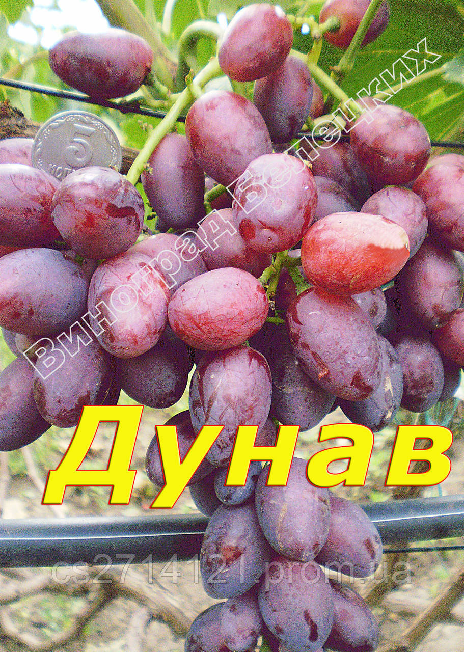 Ювілей Херсонського дачника Саженець жовто-рож., Дозрівання оч.ран., Смак земл.