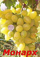 Саджанці великого,сталого, середньо-раннього сорту винограду Монарх