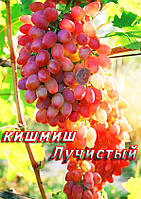 Киш-миш Лучистый