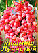 Саджанці винограду середньо-раннього сорту винограду Кишмиш Лучистий, фото 2