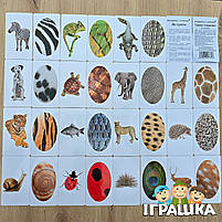 Подарунковий набір Валізочка з парочками Вундеркінд з пелюшок українська мова 10 наборів, фото 3