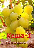 Саджанці виноград середньо-раннього терміну дозрівання Кеша-1 (Талісман)