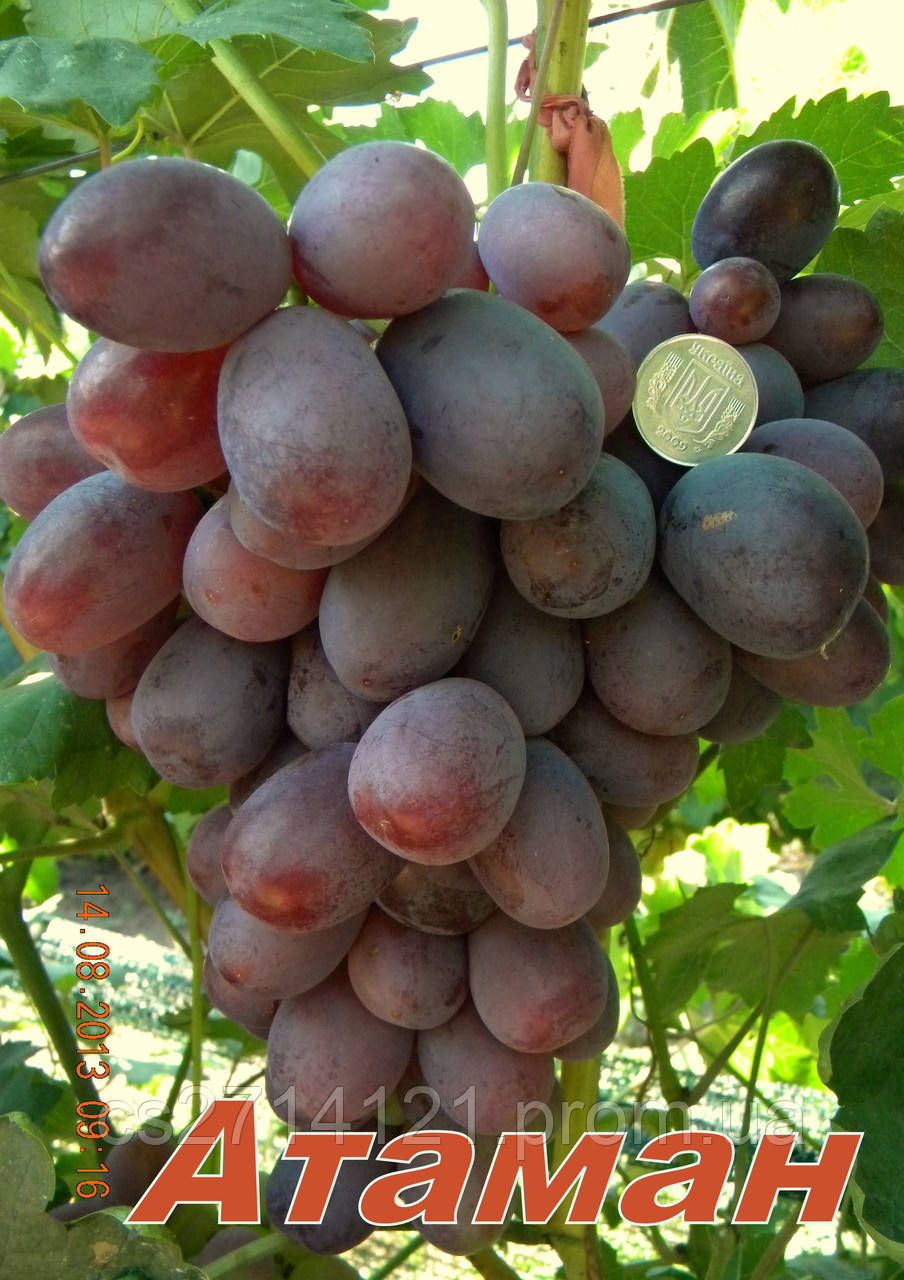 Саджанці винограду, середнього терміну дозрівання сорти Отаман