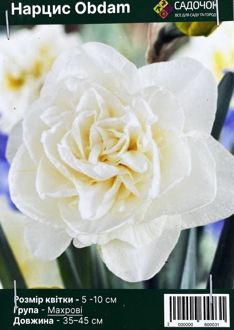 Нарцис "Obdam" 12+ (Махровий) 15 шт. Голландія, фото 1