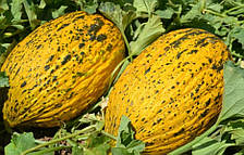 Аріана F1  - насіння дині, 1000нас., Libra Seeds