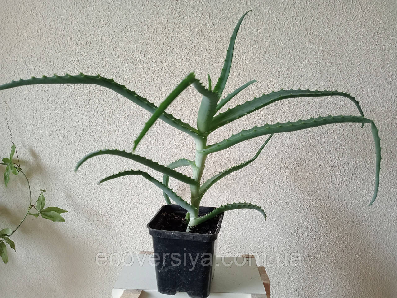 Алое деревоподібне, фото 1