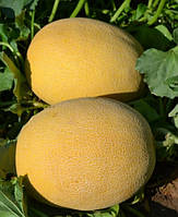 Афродіта F1 - насіння дині, 1000нас., Libra Seeds