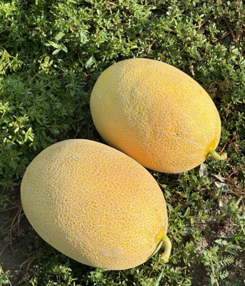 Селена F1 - насіння дині, 1000нас., Libra Seeds, фото 1