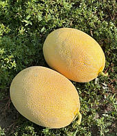 Селена F1 - насіння дині, 1000нас., Libra Seeds