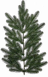 Гілка лита Альпійська на 12 тіпсів Квазар