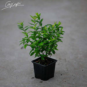 Бірючина звичайна 'Lodense' в контейнері 3 л