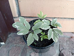 Яглиця звичайна Варієгата