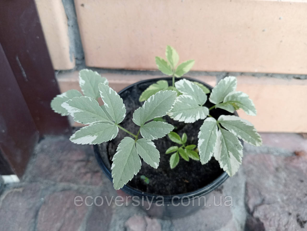 Яглиця звичайна Варієгата, фото 1