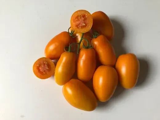 Насіння томату Ремебе F1 Spark Seeds 250