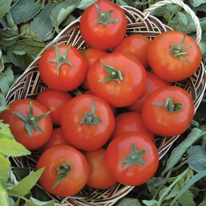 Насіння томата Топспорт F1 Bejo 1000