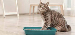 Наповнювачі для котячих лотків