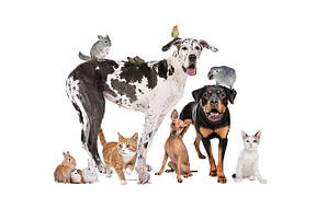 Засоби для гігієни тварин