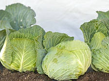 Джеді Грін F1 - насіння білокачанної капусти, 250нас., Libra Seeds